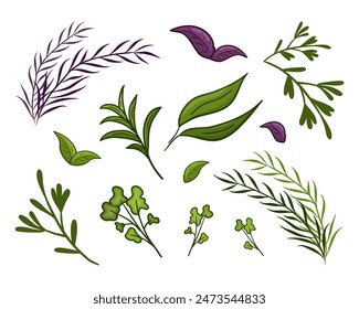 Set vector greenery. Parsley, bay leaf, rosemary, dill, basil, mint, lemongrass, melissa, tea leaf, anise. Design element for cover, card, print, decoration, postcard, sticker, web design.