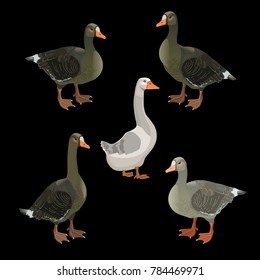 Set of vector greylag geese. Illustration isolated on black background.