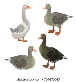 Set of vector greylag geese. Illustration isolated on white background.