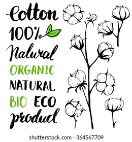 Set of vector hand draw cotton plant. Engraving illustration. Ink. Vintage linear isolated sketch. Calligraphy. Lettering. Handwritten ink inscriptions.