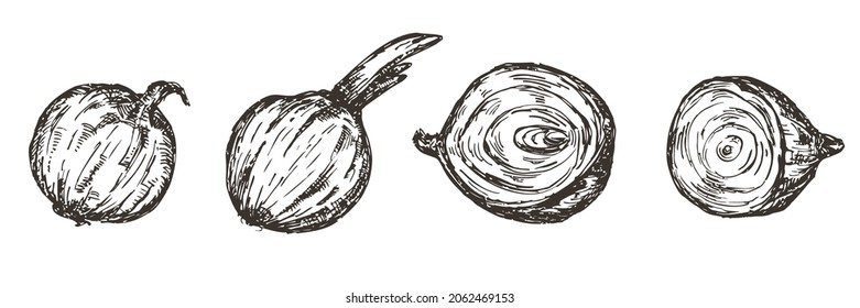 Set of vector hand draw onion isolated on white background. Monochrome illustration in sketch vintage style. Collection design elements for branding organic healthy fresh food.
