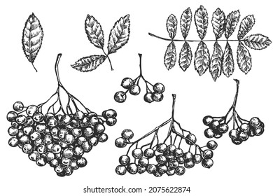Set of vector hand draw rowan  elements isolated on white background. Botanical illustration in sketch style. Design objects for branding organic healthy fresh food or market cover, banner, menu.