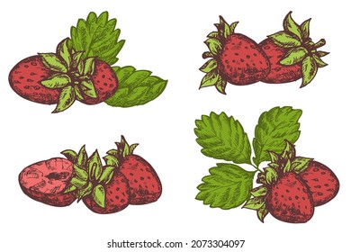 Set vector hand draw strawberry isolated on white background. Botanical illustration in sketch style. Vintage design element for branding organic healthy fresh food or market cover, banner, menu.