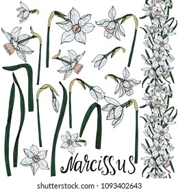 Set of vector hand drawing  Narcissus flowers. Illustration isolated on white background