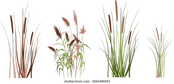  Set of vector hand drawing sketch with reeds.
Cane silhouette on white background. 