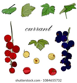 Set vector hand drawn berries of red and black currant and leaves .   Fruit berry illustration for farm market menu.  Illustration in retro style.