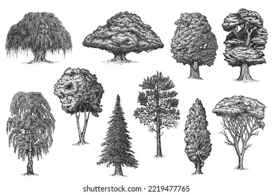 Set vector hand drawn big trees in sketch style isolated on white background. Poplar, spruce, pine, oak, maple, birch, willow, chestnut, cypress. Collection vintage artistic design illustration.