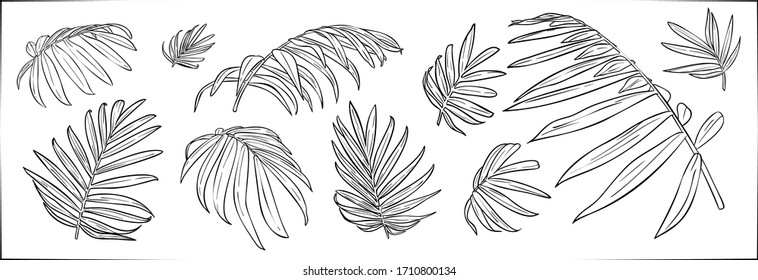 Set of vector hand drawn botanical graphic elements.Tropical chamaedorea leaves.Vector EPS10
Isolated on white background.