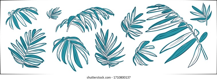Satz handgezeichneter botanischer Vektorillustration.Tropischer Kakaoharnholz.Vektorillustration EPS10
 Einzeln auf weißem Hintergrund.
