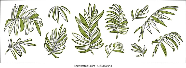 Set of vector hand drawn botanical graphic elements.Tropical chamaedorea leaves.Vector EPS10
Isolated on white background.