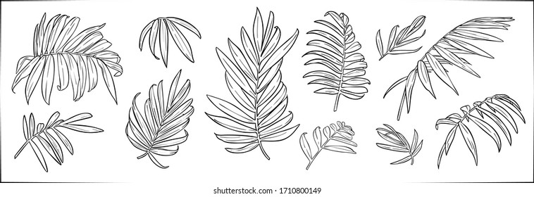 Set of vector hand drawn botanical graphic elements.Tropical chamaedorea leaves.Vector EPS10
Isolated on white background.