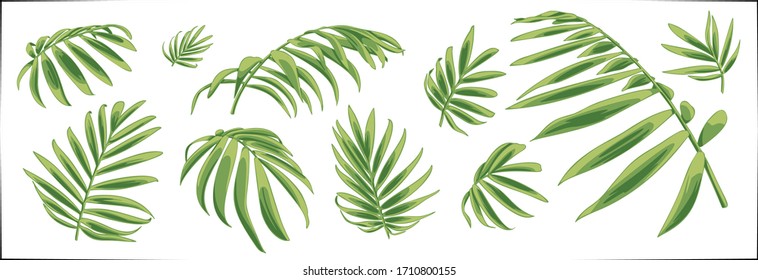 Set of vector hand drawn botanical graphic elements.Tropical chamaedorea leaves.Vector EPS10
Isolated on white background.