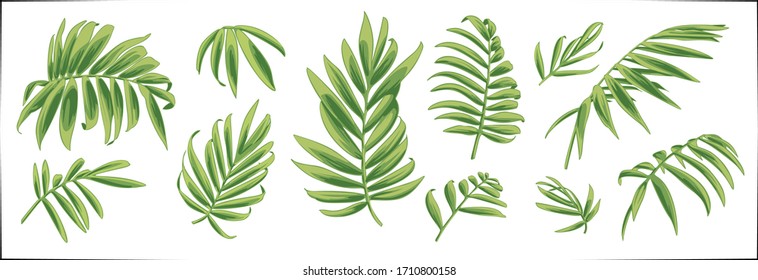 Set of vector hand drawn botanical graphic elements.Tropical chamaedorea leaves.Vector EPS10
Isolated on white background.