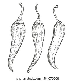 Set of vector hand drawn chili peppers. Natural eco food engraved vintage style illustration. Design farm market product.