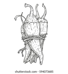 Set of vector hand drawn chili peppers. Natural eco food engraved vintage style illustration. Design farm market product.