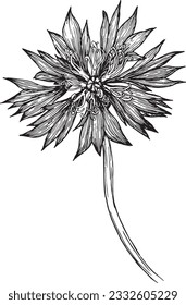 Set of vector hand drawn Cornflower illustration , knapweed isolated on white, lineart flower, doodle sketch, Centaurea botanical herb for design herbal tea, organic cosmetic, natural medicine.
