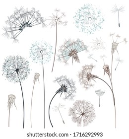 Set of vector hand drawn dandelions for design