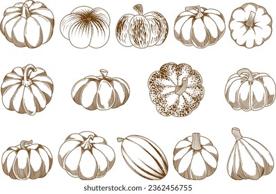 Set of vector hand drawn different varieties of pumpkins, isolated ink sketch illustration 