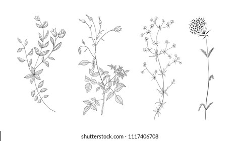 Conjunto de elementos florales dibujados a mano vectorial. Elementos de decoración para la invitación al diseño, tarjetas de boda, Día de San Valentín, tarjetas de felicitación.