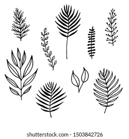 set of vector hand drawn floral elements