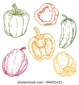Set of vector hand drawn full, half and slices sweet peppers. Natural eco food engraved vintage style illustration. Design farm market product.