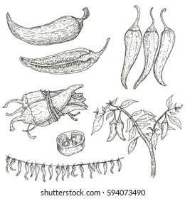 Set of vector hand drawn full, half, slices and bush chili peppers. Natural eco food engraved vintage style illustration. Design farm market product.