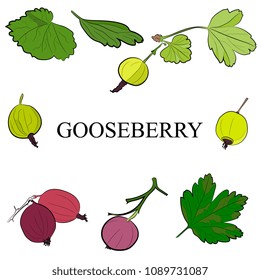 Set vector hand drawn goosberry and leaves .   Fruit berry illustration for farm market menu.  Illustration in retro style.