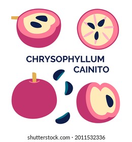 Conjunto de ilustraciones obtenidas por vectores a mano de crisophyllum cainito de frutas tropicales