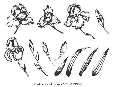Set of vector hand drawn illustrations of irises.