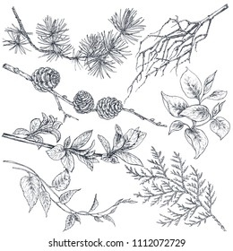 Set of vector hand drawn ink sketch spring branches