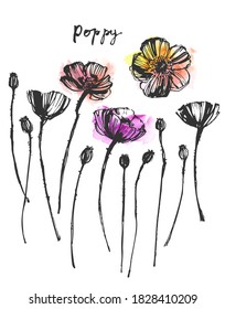 Set of vector hand drawn ink line art flowers and watercolor stains. Meadow wild poppy flowers bouquet for holiday decor, summer background, floral card design.