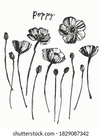 Set of vector hand drawn ink line art flowers. Meadow wild poppy flowers bouquet for holiday decor, summer background, floral card design.