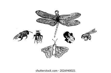 Set of vector hand drawn Insects. Insect Collection of Bee, Dragonfly, Wasp, Butterfly. Isolated on white background.