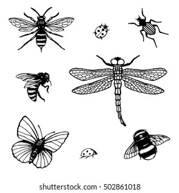 Set of vector hand drawn Insects. Insect Collection of  Bee, Dragonfly, Ladybug, Bug, Wasp, Butterfly. Isolated on white background. 