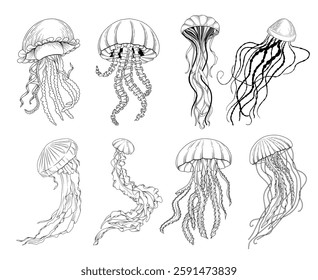 Set of vector hand drawn jellyfish illustration, line drawing sea animal collection