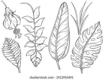 Set of vector hand drawn jungle leaves and exotic flowers. Black and white