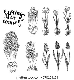 Set of vector hand drawn line art spring flowers and spring lettering. Spring hyacinth with bulb, grape hyacinth, crocus with bulbs ink drawings for easter decor, garden backgrounds, floral design.