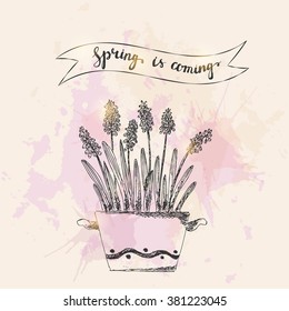 Set of vector hand drawn line art pot flowers and spring is coming lettering. Spring grape hyacinth ink drawing on grunge watercolor splash background.