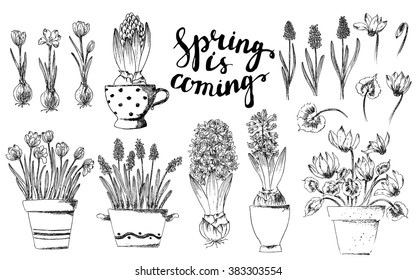 Set of vector hand drawn line art pot flowers and spring lettering. Spring hyacinth, grape hyacinth, crocus, cyclamen ink drawings for Easter decor, garden backgrounds, floral design.