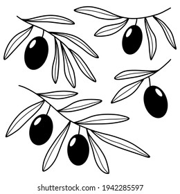 Set of vector hand drawn olive branches isolated on white background. Outline olive tree branches for menu, logo, greeting cards, patterns, web.