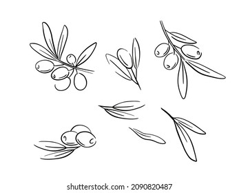 Set vector hand drawn olives, tree branches, glass bottle, jug, metal dispenser and olive oil. Outline illustration on chalkboard sketch on isolated background.