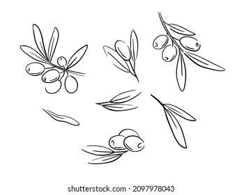 Set vector hand drawn olives, tree branches, glass bottle, jug, metal dispenser and olive oil. Outline illustration on chalkboard sketch on isolated background.