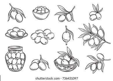 Set vector hand drawn olives and tree branches for design food product and olive oil label. Illustration in retro style.