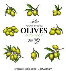 Set vector hand drawn olives and tree branches for design food product and olive oil label. Illustration in retro style.