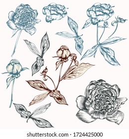 Set of vector hand drawn peony flowers for design