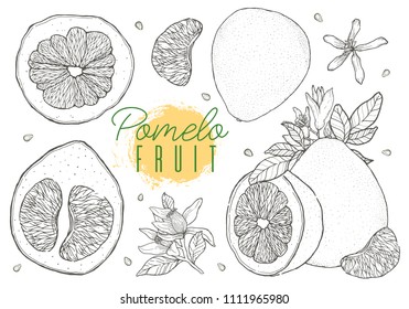 Set vector hand drawn pomelo fruit. Vintage style,Black contour. Vector illustration.