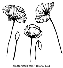 Conjunto de amapolas dibujadas a mano vectorial. Flores gráficas negras aisladas sobre fondo blanco. Conjunto de vectores florales.