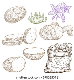 Set of vector hand drawn ripe potatoes. Natural eco food engraved vintage style illustration. Design for branding package, textile.