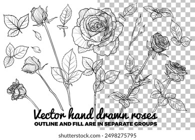 Set of vector hand drawn roses. Buds, flowers, bloom, blossom, leaves on stem. Summer flowers on transparent background. Black outline, no fill, with fine details. 