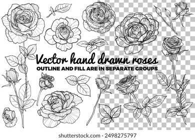 Set of vector hand drawn roses. Buds, flowers, bloom, blossom, leaves, stem of roses. Summer flowers on transparent background. Black outline, no fill, with fine details. 